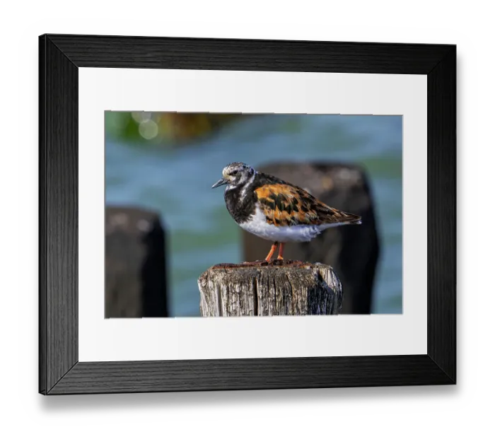 Framed Print : Ruddy turnstone (Arenaria interpres) in breeding plumage resting on wooden breakwater, Zeeland, Netherlands. August Framed Print : Ruddy turnstone (Arenaria interpres) in breeding plumage resting on wooden breakwater, Zeeland, Netherlands. August