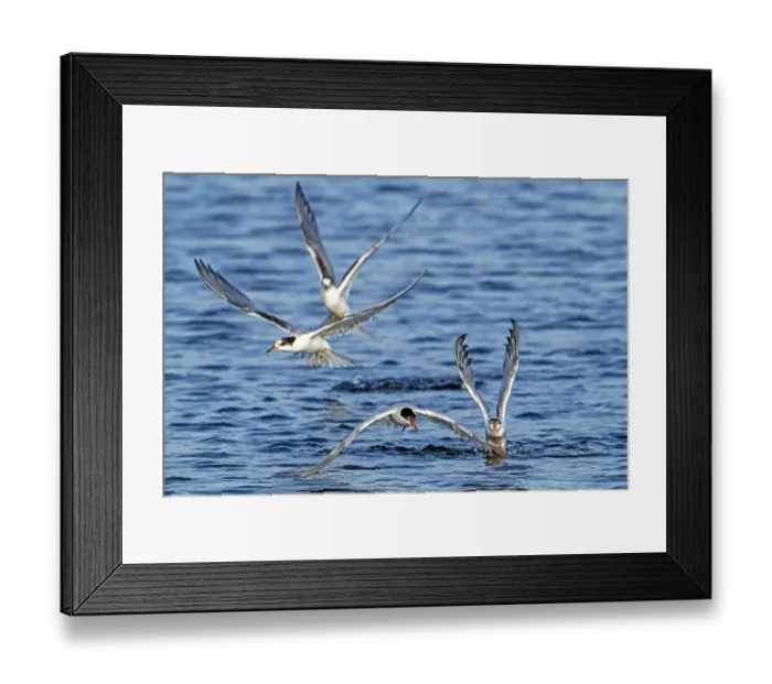Framed Print : Four Common terns (Sterna hirundo) adult and juvenile, in breeding plumage, flying over water fishing along the North Sea coast in summer, Zeeland, Netherlands, North Sea. August Framed Print : Four Common terns (Sterna hirundo) adult and juvenile, in breeding plumage, flying over water fishing along the North Sea coast in summer, Zeeland, Netherlands, North Sea. August