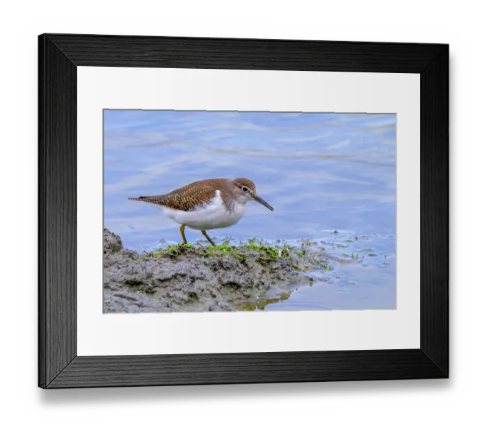 Framed Print : Common sandpiper (Actitis hypoleucos) foraging for invertebrates along muddy pond shore in wetland, Zeeland, Netherlands. August Framed Print : Common sandpiper (Actitis hypoleucos) foraging for invertebrates along muddy pond shore in wetland, Zeeland, Netherlands. August
