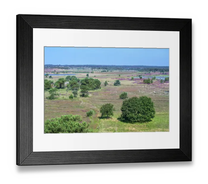 Framed Print : Aerial view over the Kalmthout Heath nature reserve blooming in summer, Flanders, Belgium. August, 2024 Framed Print : Aerial view over the Kalmthout Heath nature reserve blooming in summer, Flanders, Belgium. August, 2024