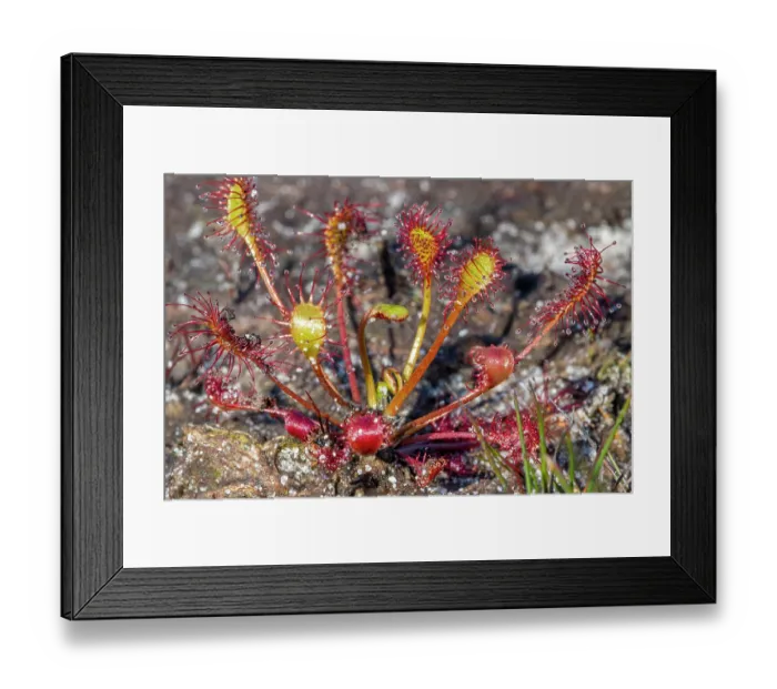 Framed Print : Oblong-leaved sundew (Drosera intermedia), insectivorous plant in heathland, Kalmthout Heath, Belgium. August Framed Print : Oblong-leaved sundew (Drosera intermedia), insectivorous plant in heathland, Kalmthout Heath, Belgium. August