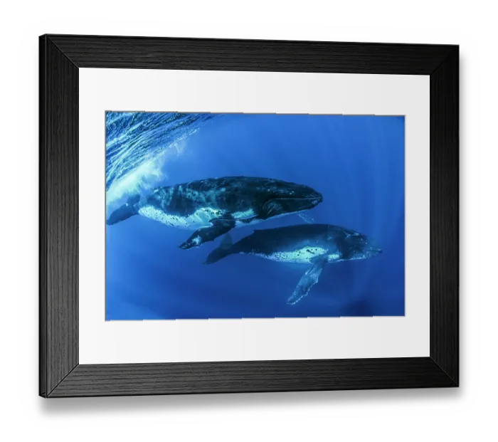 Framed Print : RF - Two Humpback whales (Megaptera novaeangliae) portrait