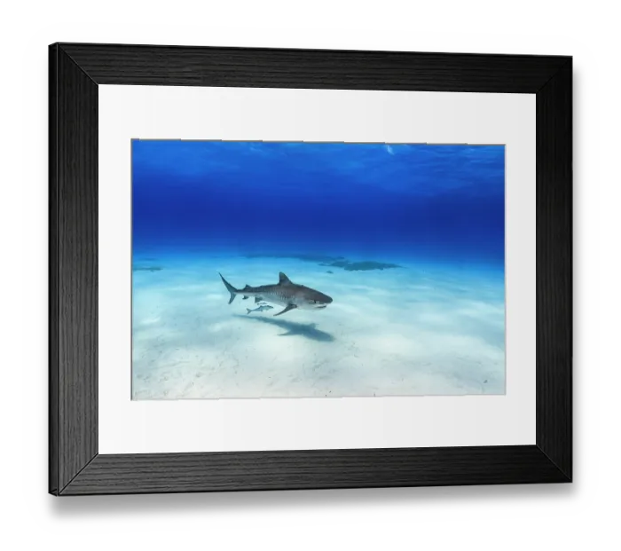Framed Print : RF - Tiger shark (Galeocerdo cuvier) female with Sharksucker (Echeneis naucrates) swimming over over a shallow sand bank, Little Bahama Bank, Grand Bahama Island, Bahamas
