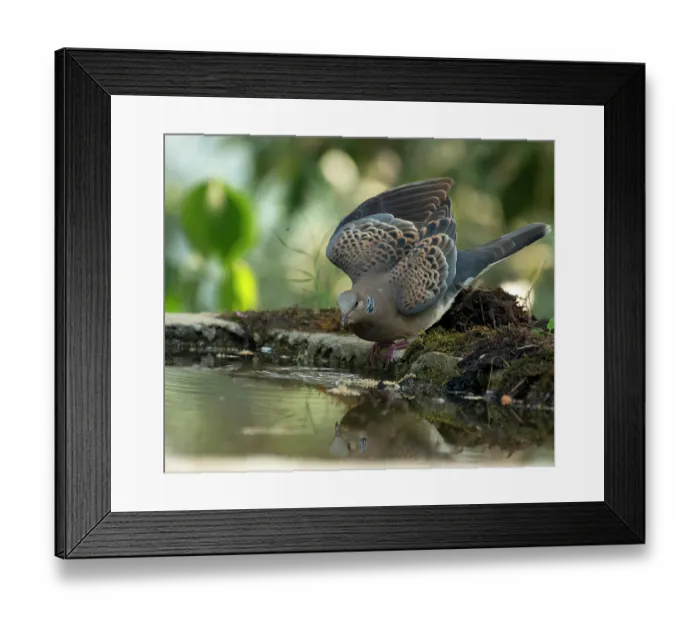 Framed Print : Oriental turtle-dove (Streptopelia orientalis) drinking at edge of pool, Sattal, Uttarakhand, India Framed Print : Oriental turtle-dove (Streptopelia orientalis) drinking at edge of pool, Sattal, Uttarakhand, India