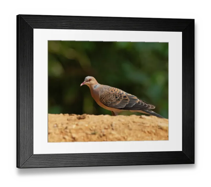 Framed Print : Oriental turtle-dove (Streptopelia orientalis) perched on a branch, Sattal, Uttarakhand, India Framed Print : Oriental turtle-dove (Streptopelia orientalis) perched on a branch, Sattal, Uttarakhand, India