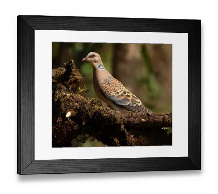 Framed Print : Oriental turtle-dove (Streptopelia orientalis) perched on a branch, Sattal, Uttarakhand, India Framed Print : Oriental turtle-dove (Streptopelia orientalis) perched on a branch, Sattal, Uttarakhand, India