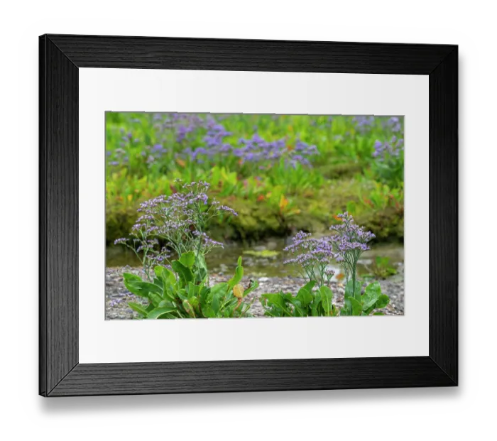 Framed Print : Common sea-lavender (Limonium vulgare) in flower in saltmarsh along the North Sea coast in summer, Zeeland, Netherlands. July Framed Print : Common sea-lavender (Limonium vulgare) in flower in saltmarsh along the North Sea coast in summer, Zeeland, Netherlands. July