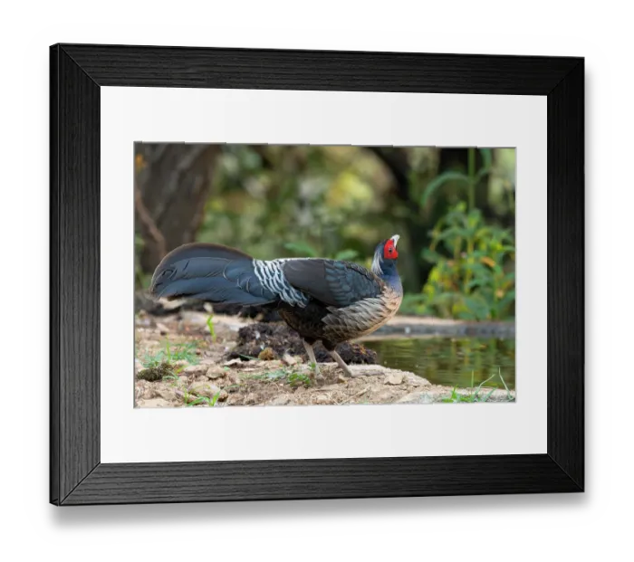 Framed Print : Kalij pheasant (Lophura leucomelanos) male, standing at edge of pool, Sattal, Uttarakhand, India Framed Print : Kalij pheasant (Lophura leucomelanos) male, standing at edge of pool, Sattal, Uttarakhand, India