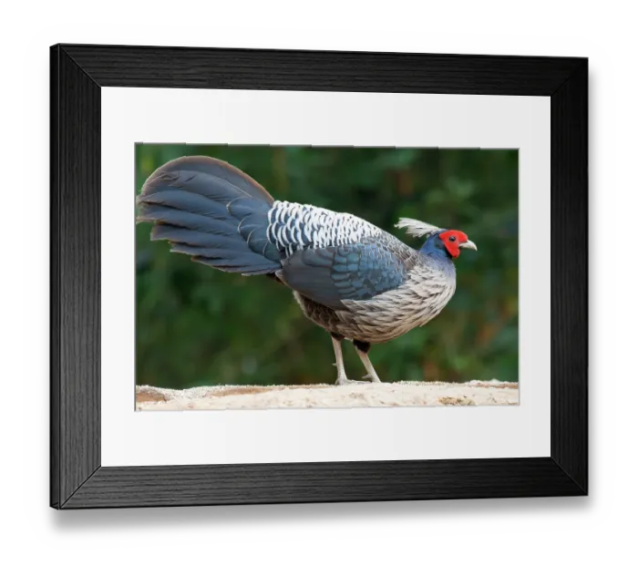 Framed Print : Kalij pheasant (Lophura leucomelanos) male, portrait, Sattal, Uttarakhand, India Framed Print : Kalij pheasant (Lophura leucomelanos) male, portrait, Sattal, Uttarakhand, India