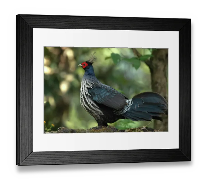 Framed Print : Kalij pheasant (Lophura leucomelanos) male, portrait, Sattal, Uttarakhand, India Framed Print : Kalij pheasant (Lophura leucomelanos) male, portrait, Sattal, Uttarakhand, India