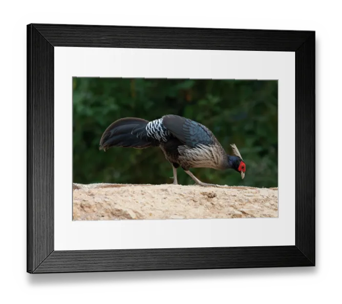 Framed Print : Kalij pheasant (Lophura leucomelanos) male, foraging, Sattal, Uttarakhand, India Framed Print : Kalij pheasant (Lophura leucomelanos) male, foraging, Sattal, Uttarakhand, India