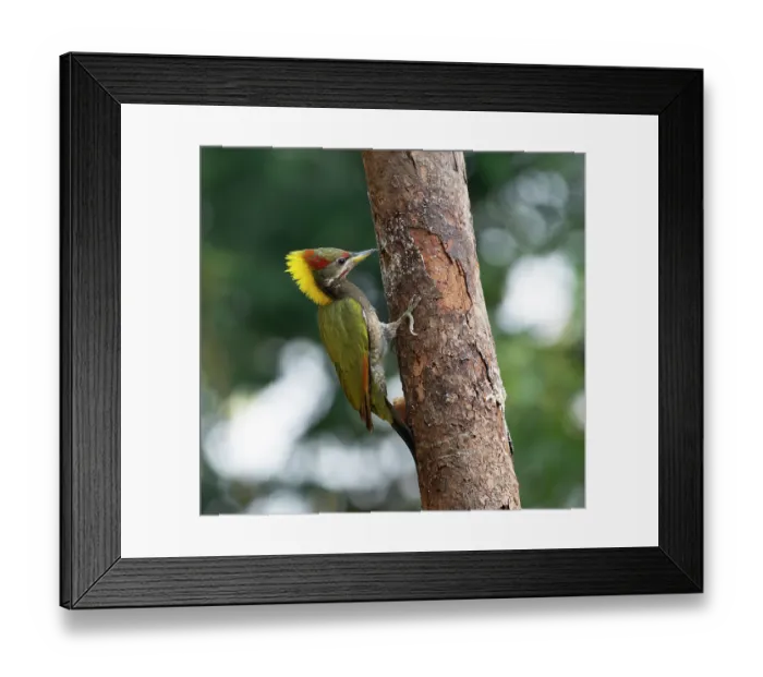 Framed Print : Lesser yellownape (Picus chlorophus) perched on side of tree trunk, Sattal, Uttarakhand, India Framed Print : Lesser yellownape (Picus chlorophus) perched on side of tree trunk, Sattal, Uttarakhand, India