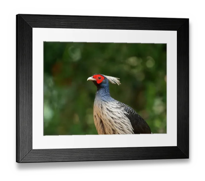 Framed Print : Kalij pheasant (Lophura leucomelanos) male, head portrait, Sattal, Uttarakhand, India Framed Print : Kalij pheasant (Lophura leucomelanos) male, head portrait, Sattal, Uttarakhand, India