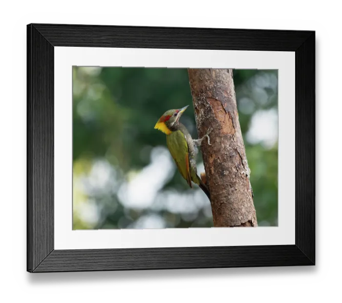 Framed Print : Lesser yellownape (Picus chlorophus) perched on side of tree trunk, Sattal, Uttarakhand, India Framed Print : Lesser yellownape (Picus chlorophus) perched on side of tree trunk, Sattal, Uttarakhand, India