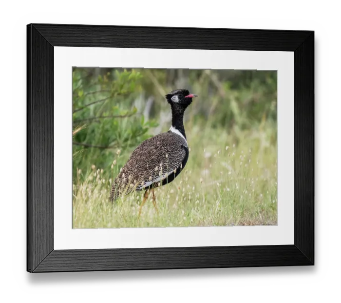 Framed Print : Southern black bustard (Afrotis afra) male in full breeding plumage display posturing in scrub, West Coast National Park, Langebaan, Cape Province, South Africa. October Framed Print : Southern black bustard (Afrotis afra) male in full breeding plumage display posturing in scrub, West Coast National Park, Langebaan, Cape Province, South Africa. October