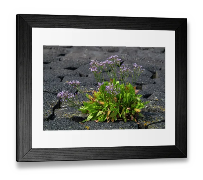 Framed Print : Common sea-lavender (Limonium vulgare) in flower on dike along the North Sea coast, Zeeland, Netherlands. July Framed Print : Common sea-lavender (Limonium vulgare) in flower on dike along the North Sea coast, Zeeland, Netherlands. July