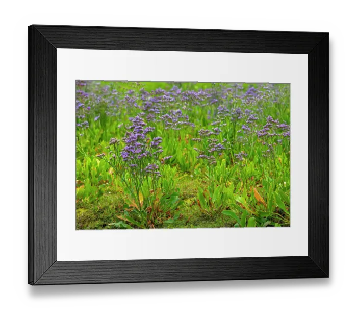 Framed Print : Common sea-lavender (Limonium vulgare) in flower in saltmarsh along the North Sea coast in summer, Zeeland, Netherlands. July Framed Print : Common sea-lavender (Limonium vulgare) in flower in saltmarsh along the North Sea coast in summer, Zeeland, Netherlands. July