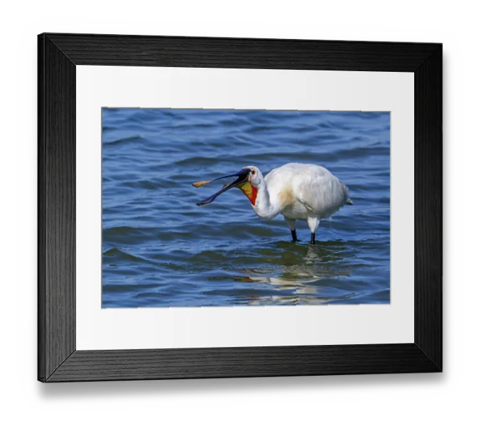 Framed Print : Eurasian spoonbill (Platalea leucorodia) in breeding plumage swallowing shrimp in shallow water of salt marsh, Zeeland, Netherlands. July Framed Print : Eurasian spoonbill (Platalea leucorodia) in breeding plumage swallowing shrimp in shallow water of salt marsh, Zeeland, Netherlands. July