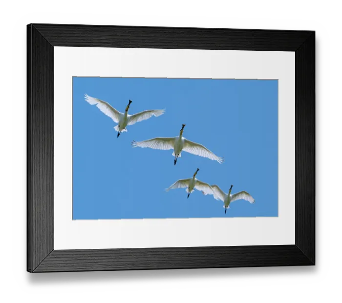 Framed Print : Four Eurasian spoonbills (Platalea leucorodia) in flight against blue sky in summer, Zeeland, Netherlands. July Framed Print : Four Eurasian spoonbills (Platalea leucorodia) in flight against blue sky in summer, Zeeland, Netherlands. July
