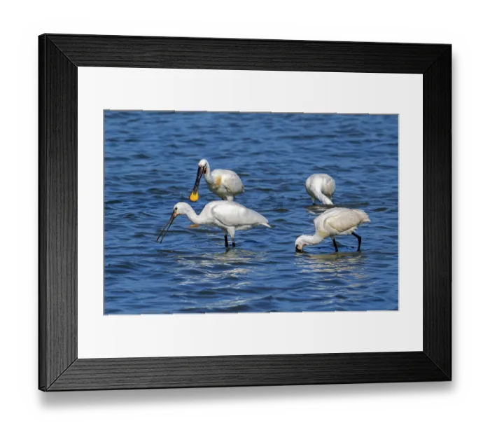 Framed Print : Four of Eurasian spoonbills (Platalea leucorodia) juveniles and adults foraging in shallow water of coastal salt marsh in summer, Zeeland, Netherlands. July Framed Print : Four of Eurasian spoonbills (Platalea leucorodia) juveniles and adults foraging in shallow water of coastal salt marsh in summer, Zeeland, Netherlands. July