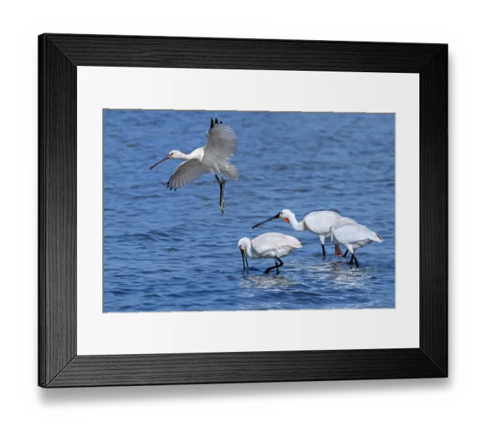 Framed Print : Flock of Eurasian spoonbills (Platalea leucorodia) juveniles and adults foraging in shallow water of coastal salt marsh in summer, Zeeland, Netherlands. July Framed Print : Flock of Eurasian spoonbills (Platalea leucorodia) juveniles and adults foraging in shallow water of coastal salt marsh in summer, Zeeland, Netherlands. July
