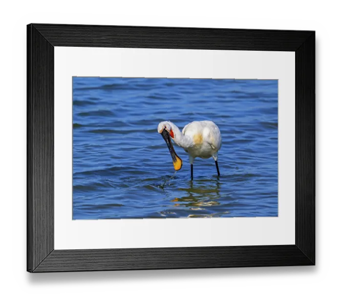 Framed Print : Eurasian spoonbill (Platalea leucorodia) in breeding plumage foraging by sweeping beak sideways in shallow water of salt marsh, Zeeland, Netherlands. July Framed Print : Eurasian spoonbill (Platalea leucorodia) in breeding plumage foraging by sweeping beak sideways in shallow water of salt marsh, Zeeland, Netherlands. July