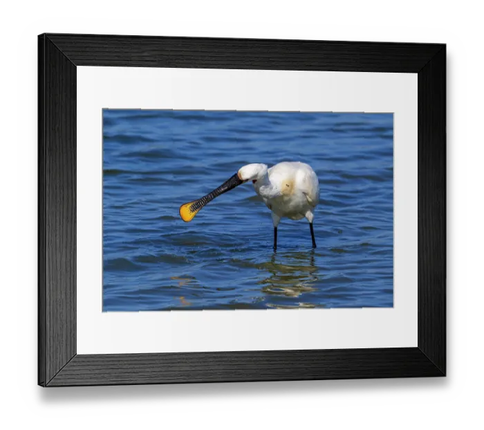 Framed Print : Eurasian spoonbill (Platalea leucorodia) in breeding plumage foraging by sweeping beak sideways in shallow water of salt marsh, Zeeland, Netherlands. July Framed Print : Eurasian spoonbill (Platalea leucorodia) in breeding plumage foraging by sweeping beak sideways in shallow water of salt marsh, Zeeland, Netherlands. July