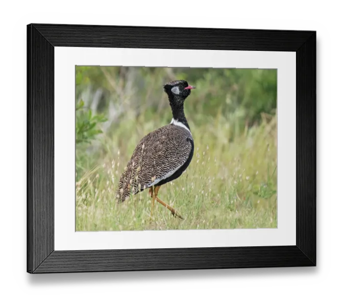 Framed Print : Southern black bustard (Afrotis afra) male in full breeding plumage, walking and display posturing in scrub, West Coast National Park, Langebaan, Cape Province, South Africa Framed Print : Southern black bustard (Afrotis afra) male in full breeding plumage, walking and display posturing in scrub, West Coast National Park, Langebaan, Cape Province, South Africa