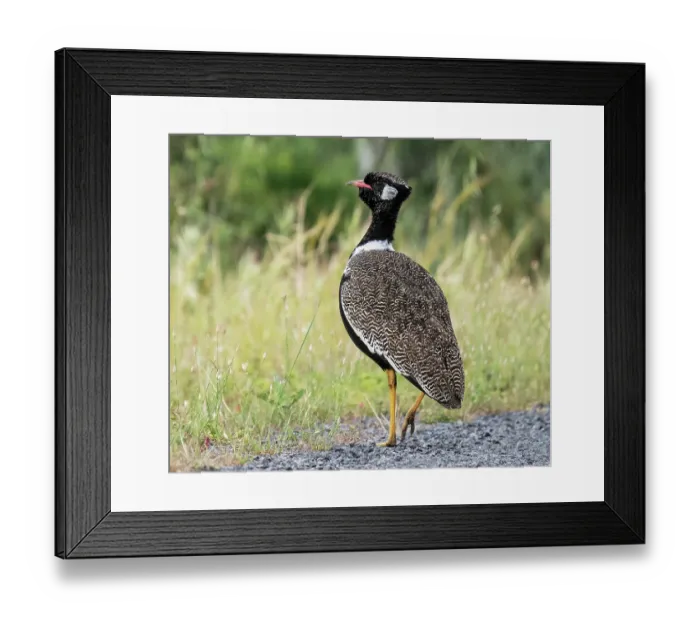 Framed Print : Southern black bustard (Afrotis afra) male in full breeding plumage, walking along edge of track and display posturing against a scrub background, West Coast National Park Framed Print : Southern black bustard (Afrotis afra) male in full breeding plumage, walking along edge of track and display posturing against a scrub background, West Coast National Park