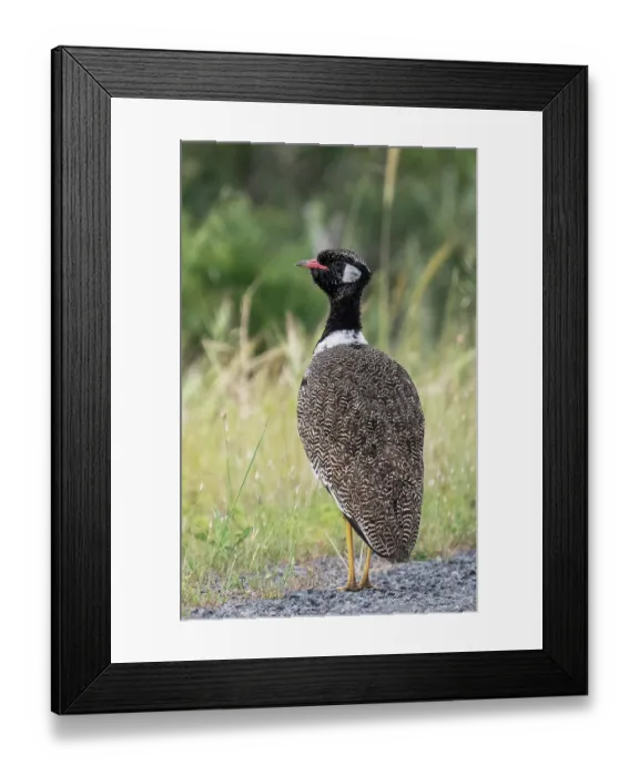 Framed Print : Southern black bustard (Afrotis afra) male in full breeding plumage, standing at edge of track and display posturing against a scrub background, West Coast National Park Framed Print : Southern black bustard (Afrotis afra) male in full breeding plumage, standing at edge of track and display posturing against a scrub background, West Coast National Park