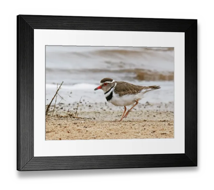 Framed Print : African three-banded plover (Charadrius tricollaris) calling and running along the shore, Seeberg, West Coast National Park, Langebaan, Cape Province, South Africa Framed Print : African three-banded plover (Charadrius tricollaris) calling and running along the shore, Seeberg, West Coast National Park, Langebaan, Cape Province, South Africa