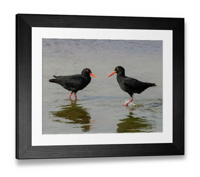 Framed Print : African oystercatchers (Haematopus moquini) pair standing in shallow water at the tideline, Knysna, Cape Province, South Africa Framed Print : African oystercatchers (Haematopus moquini) pair standing in shallow water at the tideline, Knysna, Cape Province, South Africa