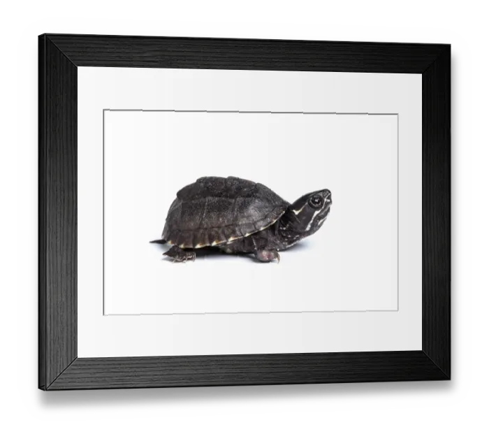Framed Print : Common musk turtle (Sternotherus odoratus) juvenile, portrait, USA Framed Print : Common musk turtle (Sternotherus odoratus) juvenile, portrait, USA