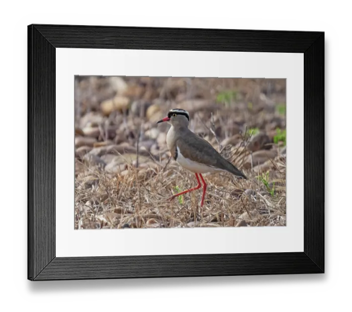 Framed Print : Crowned lapwing (Vanellus coronatus) walking in breeding territory, Malgas, Cape Province, South Africa Framed Print : Crowned lapwing (Vanellus coronatus) walking in breeding territory, Malgas, Cape Province, South Africa