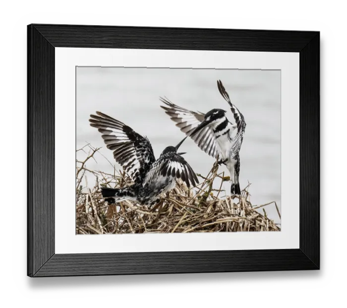 Framed Print : Pied kingfishers (Ceryle rudis) pair on nest, female calling and greeting male flying in to join her, Berg River, Cape Province, South Africa Framed Print : Pied kingfishers (Ceryle rudis) pair on nest, female calling and greeting male flying in to join her, Berg River, Cape Province, South Africa