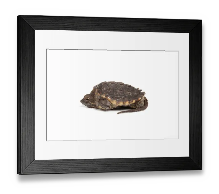 Framed Print : Common snapping turtle (Chelydra serpentina) hatchling, portrait, USA Framed Print : Common snapping turtle (Chelydra serpentina) hatchling, portrait, USA
