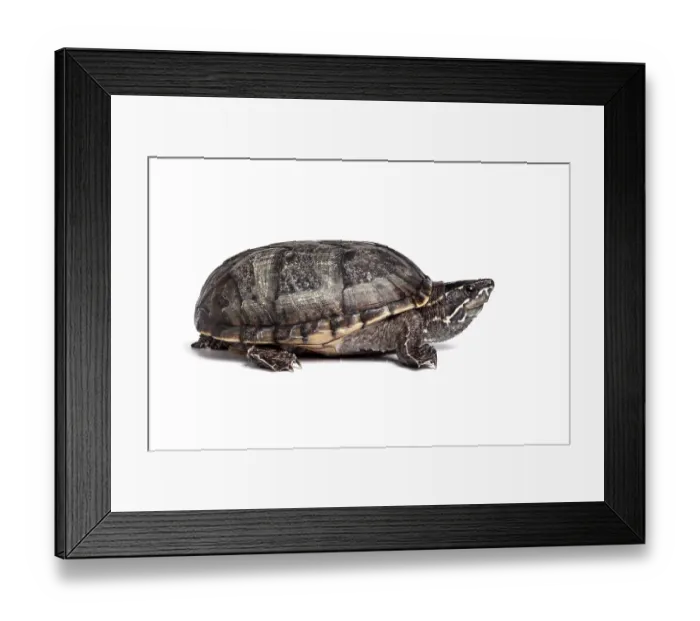 Framed Print : Common musk turtle (Sternotherus odoratus) portrait, USA Framed Print : Common musk turtle (Sternotherus odoratus) portrait, USA