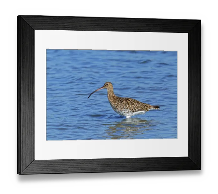 Framed Print : Common curlew (Numenius arquata) foraging in shallow water of pond in saltmarsh, Zeeland, Netherlands. July Framed Print : Common curlew (Numenius arquata) foraging in shallow water of pond in saltmarsh, Zeeland, Netherlands. July