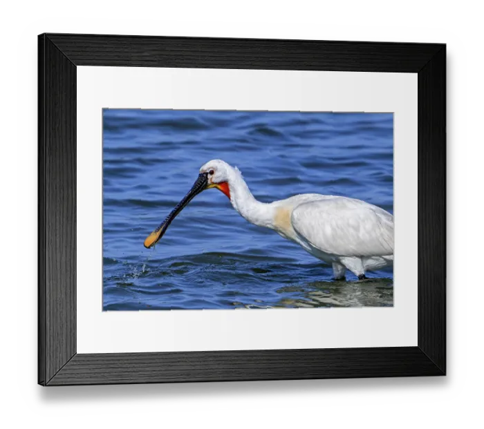 Framed Print : Eurasian spoonbill (Platalea leucorodia) in breeding plumage foraging in shallow water of coastal salt marsh in summer, Zeeland, Netherlands. July Framed Print : Eurasian spoonbill (Platalea leucorodia) in breeding plumage foraging in shallow water of coastal salt marsh in summer, Zeeland, Netherlands. July