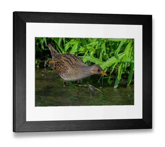 Framed Print : Spotted crake (Porzana porzana) foraging in marshland in summer, Belgium. August Framed Print : Spotted crake (Porzana porzana) foraging in marshland in summer, Belgium. August