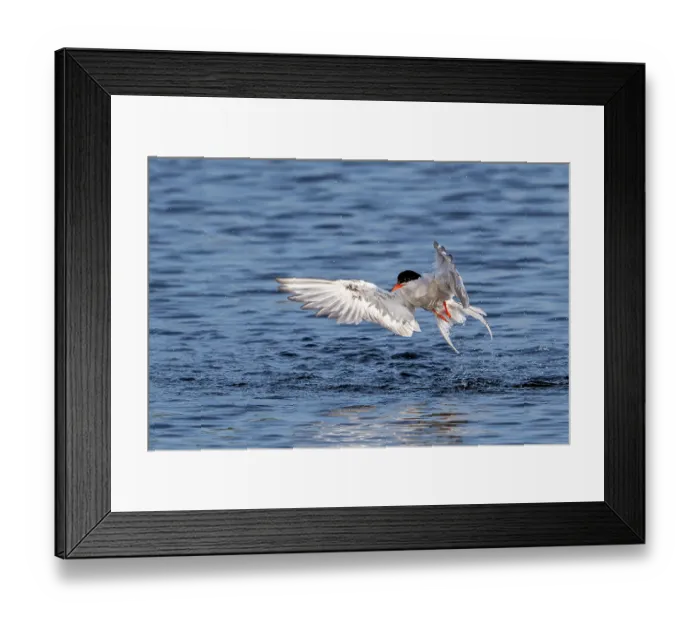 Framed Print : Common tern (Sterna hirundo) in breeding plumage, taking off from water, Zeeland, Netherlands, North Sea. August Framed Print : Common tern (Sterna hirundo) in breeding plumage, taking off from water, Zeeland, Netherlands, North Sea. August