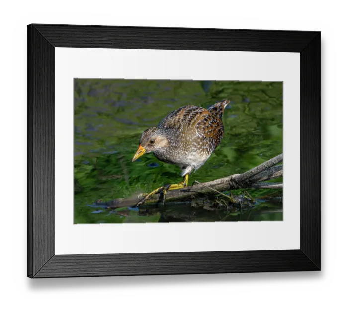 Framed Print : Spotted crake (Porzana porzana) foraging in marshland in summer, Belgium. August Framed Print : Spotted crake (Porzana porzana) foraging in marshland in summer, Belgium. August