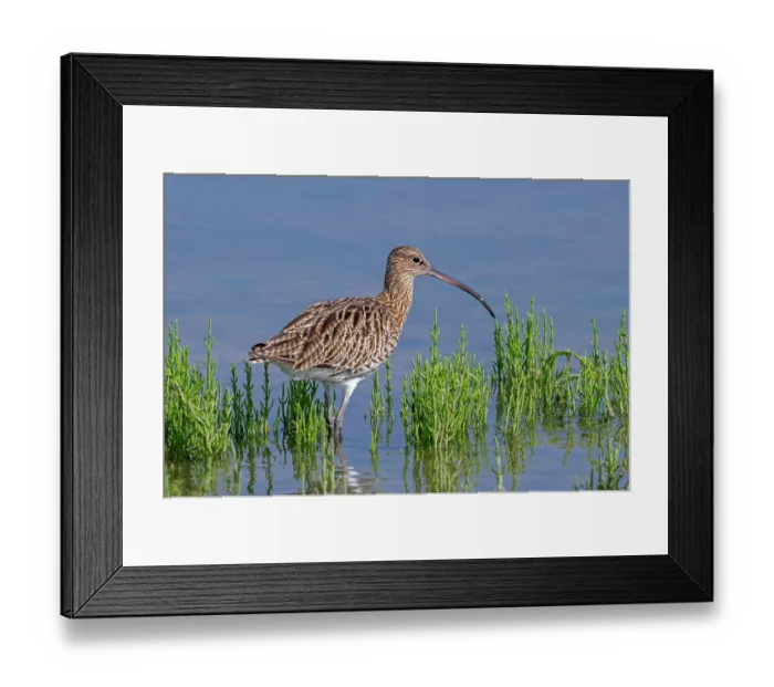 Framed Print : Common curlew (Numenius arquata) foraging in shallow water of pond in saltmarsh with Marsh samphire (Salicornia europaea), Zeeland, Netherlands. August Framed Print : Common curlew (Numenius arquata) foraging in shallow water of pond in saltmarsh with Marsh samphire (Salicornia europaea), Zeeland, Netherlands. August