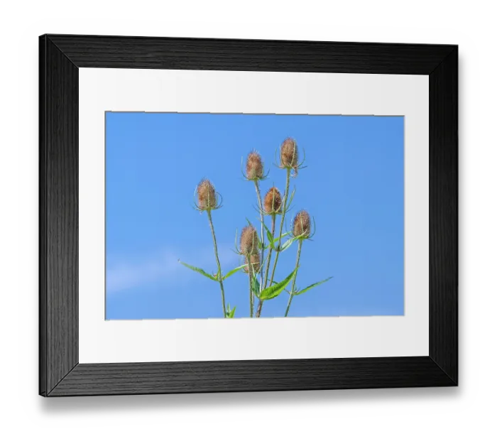 Framed Print : Wild teasel (Dipsacus fullonum) flower heads against blue sky in summer, Zeeland, Netherlands. August
