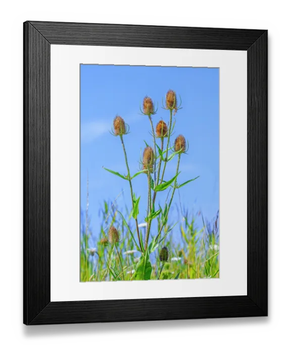 Framed Print : Wild teasel (Dipsacus fullonum) flower heads against blue sky in summer, Zeeland, Netherlands. August Framed Print : Wild teasel (Dipsacus fullonum) flower heads against blue sky in summer, Zeeland, Netherlands. August