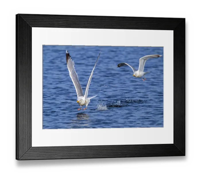 Framed Print : Two European herring gulls (Larus argentatus) taking off from water surface along the North Sea coast in summer, Zeeland, Netherlands. August Framed Print : Two European herring gulls (Larus argentatus) taking off from water surface along the North Sea coast in summer, Zeeland, Netherlands. August