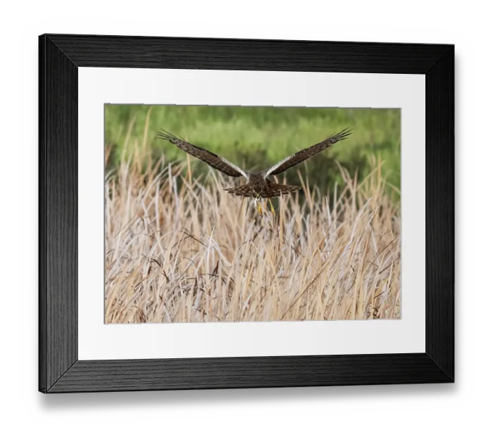 Framed Print : African marsh harrier (Circus ranivorus) male, in flight with lizard prey in beak, returning to nest site, Abrahamskraal Waterhole, West Coast National Park, Langebaan Framed Print : African marsh harrier (Circus ranivorus) male, in flight with lizard prey in beak, returning to nest site, Abrahamskraal Waterhole, West Coast National Park, Langebaan
