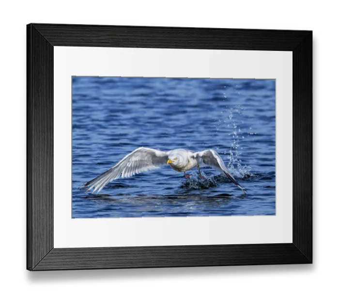 Framed Print : European herring gull (Larus argentatus) taking off from water surface along the North Sea coast in summer, Zeeland, Netherlands. August Framed Print : European herring gull (Larus argentatus) taking off from water surface along the North Sea coast in summer, Zeeland, Netherlands. August