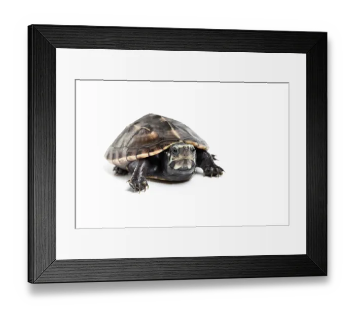 Framed Print : Three-striped mud turtle (Kinosternon baurii) sub-adult, portrait, south east USA. Captive Framed Print : Three-striped mud turtle (Kinosternon baurii) sub-adult, portrait, south east USA. Captive