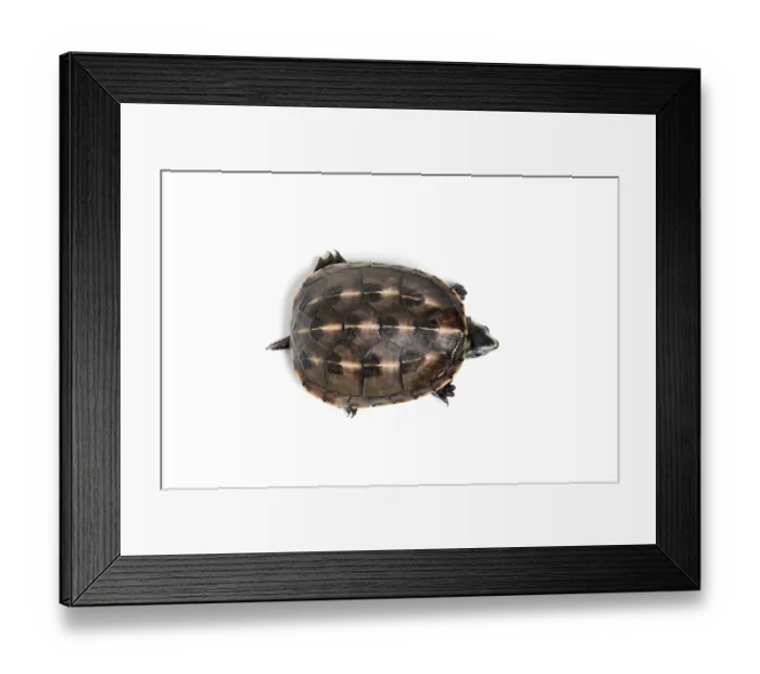 Framed Print : Three-striped mud turtle (Kinosternon baurii) sub-adult, portrait, south east USA. Captive